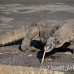 dragon_komodo_hsb_rinca_h_0321_kom1677.jpg